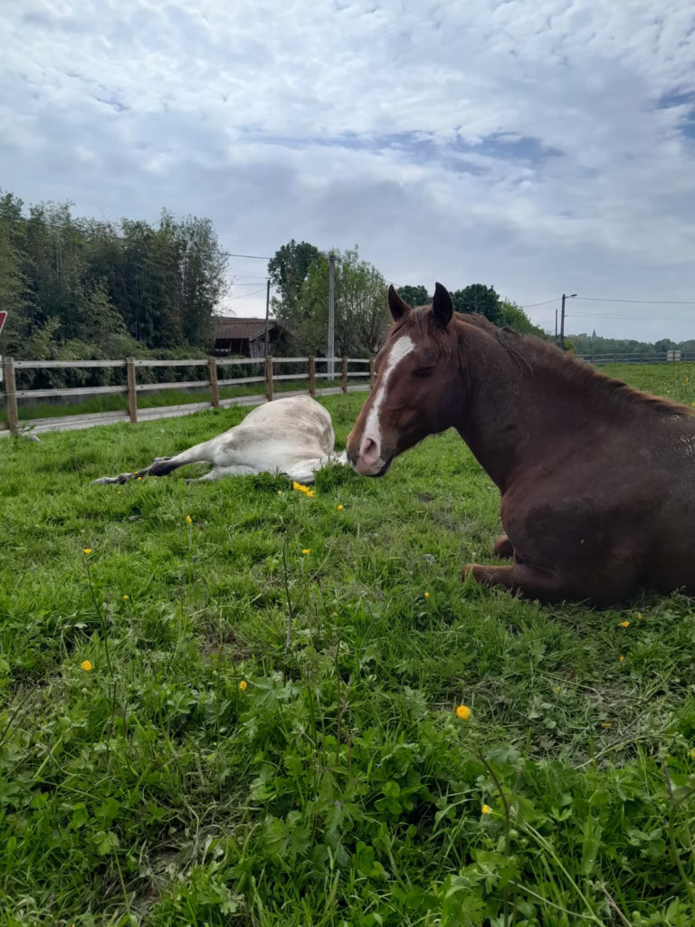 Gîte l'ain avec l hôte dans les Dombes - accueil Chevaux